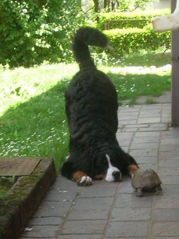 Funny Dogs (26 pics)