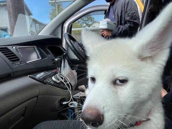 Funny Dogs (26 pics)