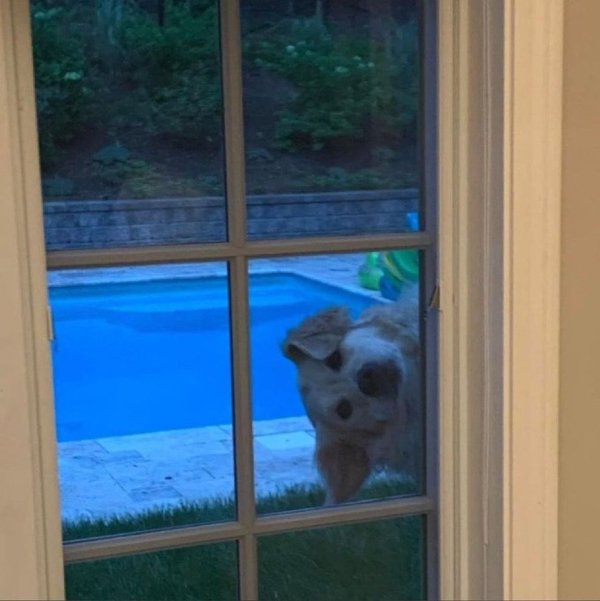 Funny Dogs (26 pics)