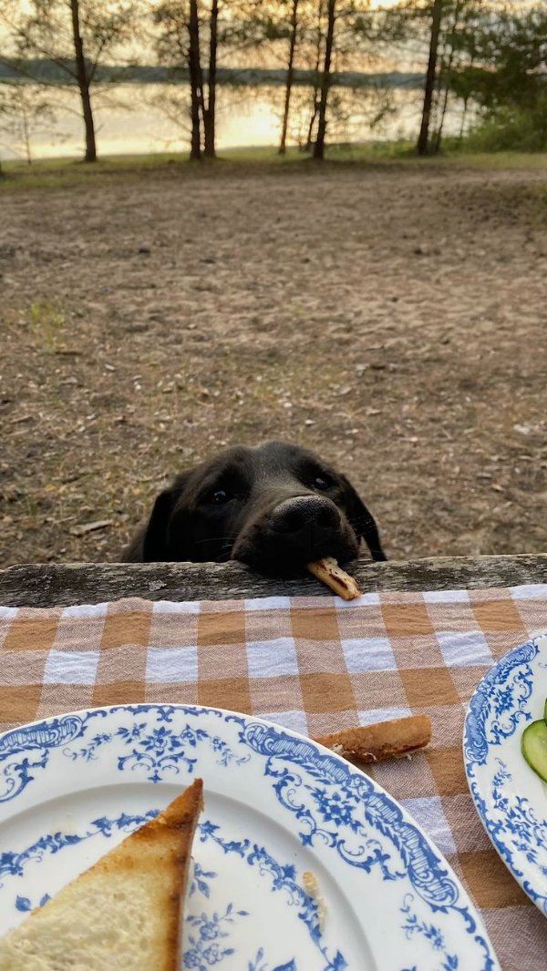 Funny Dogs (26 pics)