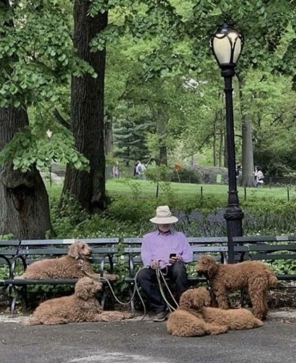 Funny Dogs (26 pics)