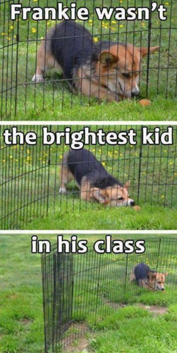 Funny Dogs (26 pics)