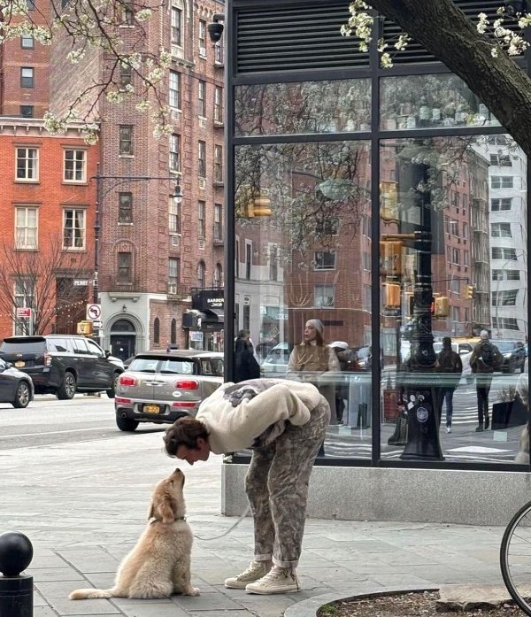 Funny Dogs (26 pics)