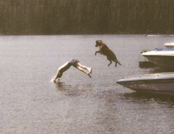 Funny Dogs (26 pics)