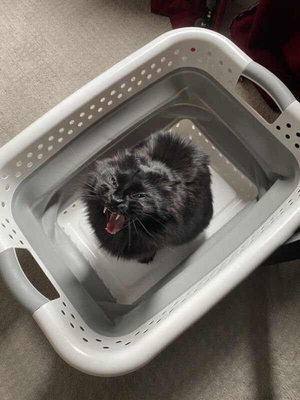 Jokes And Photos For Cats Lovers (43 pics)