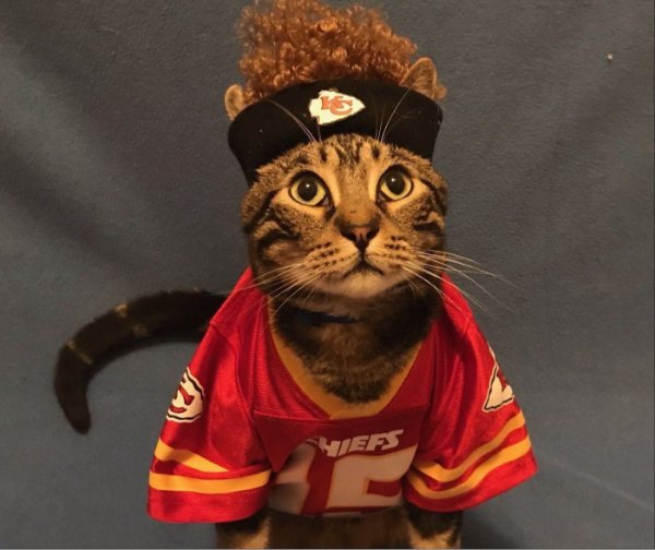 Jokes And Photos For Cats Lovers (43 pics)