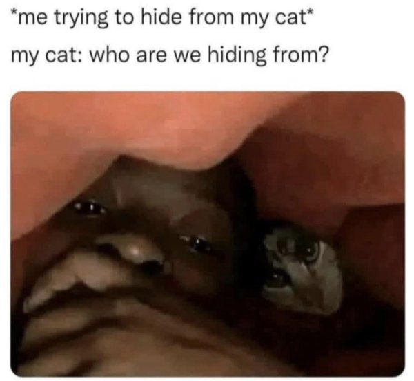 Jokes And Photos For Cats Lovers (43 pics)