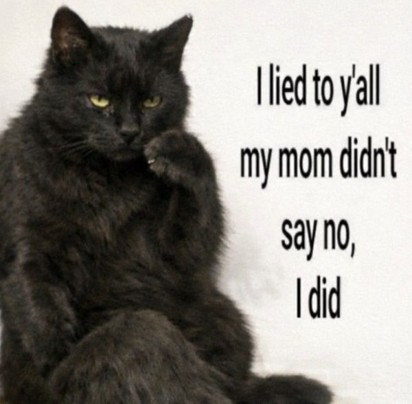 Jokes And Photos For Cats Lovers (43 pics)