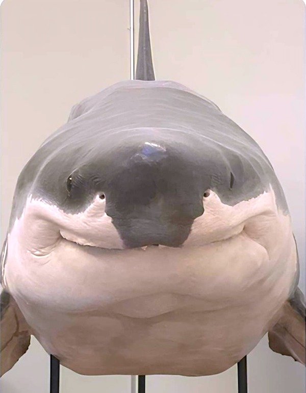 Hilarious Jokes (39 pics)