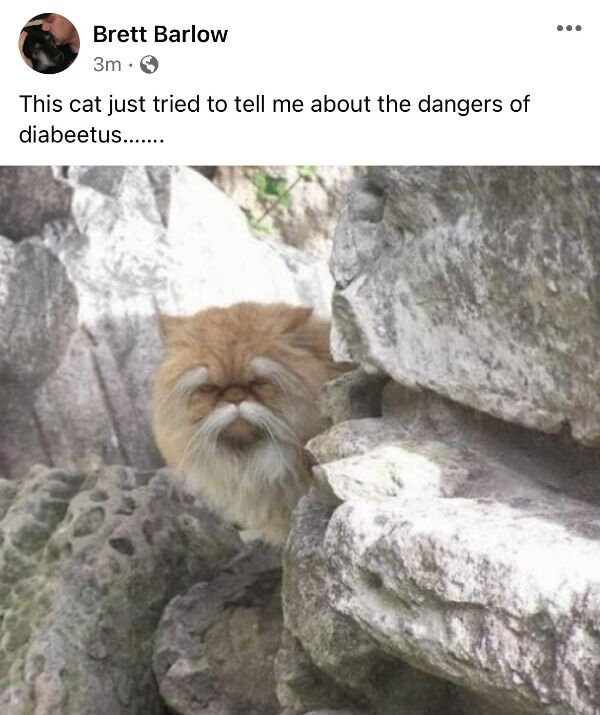 Jokes And Photos For Cats Lovers (43 pics)