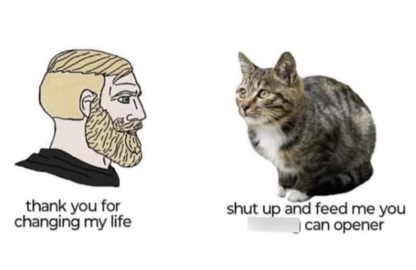 Jokes And Photos For Cats Lovers (43 pics)