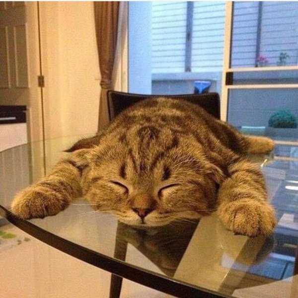 Jokes And Photos For Cats Lovers (43 pics)