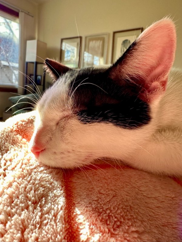 Jokes And Photos For Cats Lovers (43 pics)