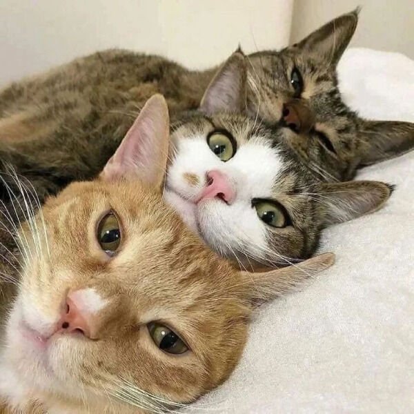 Jokes And Photos For Cats Lovers (43 pics)