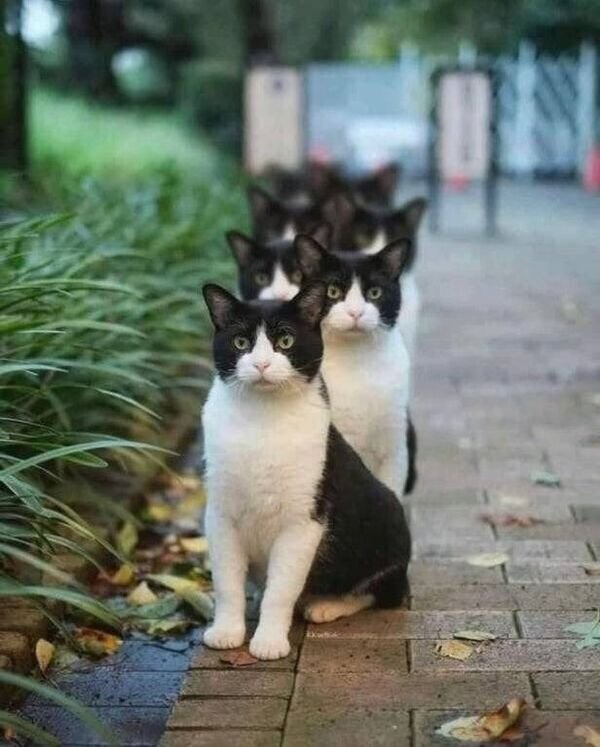 Jokes And Photos For Cats Lovers (43 pics)