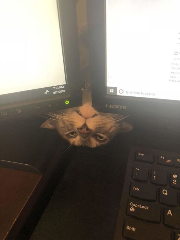 Jokes And Photos For Cats Lovers (43 pics)