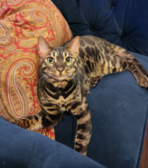 Jokes And Photos For Cats Lovers (43 pics)