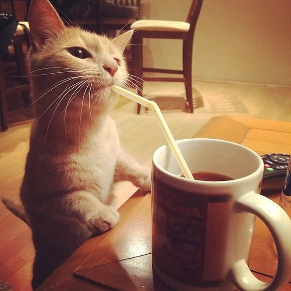 Jokes And Photos For Cats Lovers (43 pics)