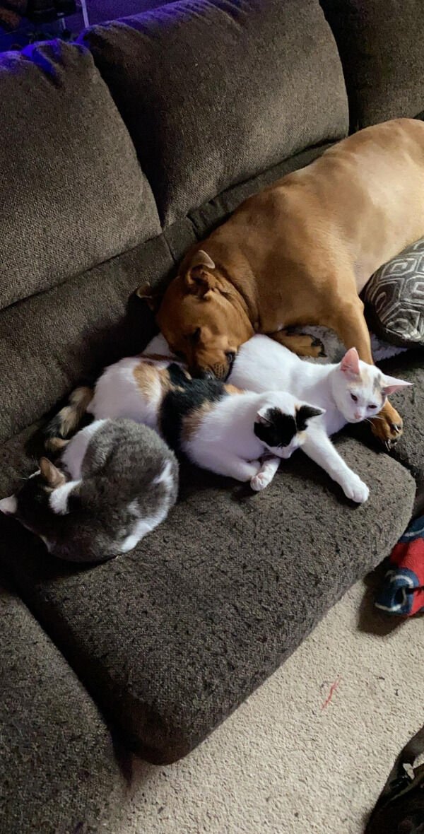 Jokes And Photos For Cats Lovers (43 pics)