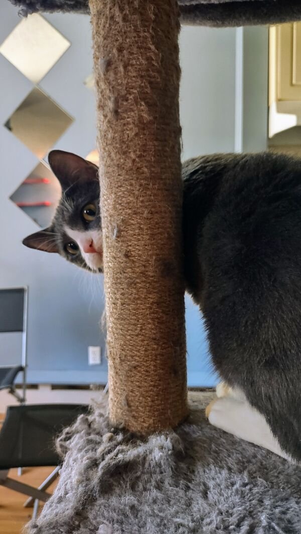 Jokes And Photos For Cats Lovers (43 pics)