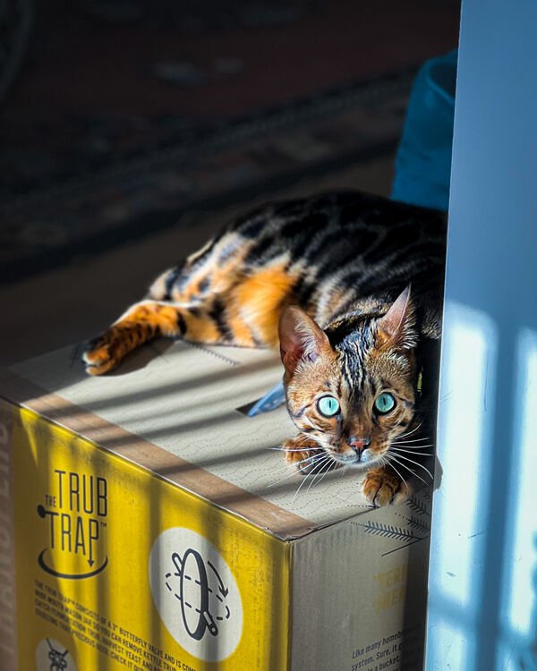 Jokes And Photos For Cats Lovers (43 pics)