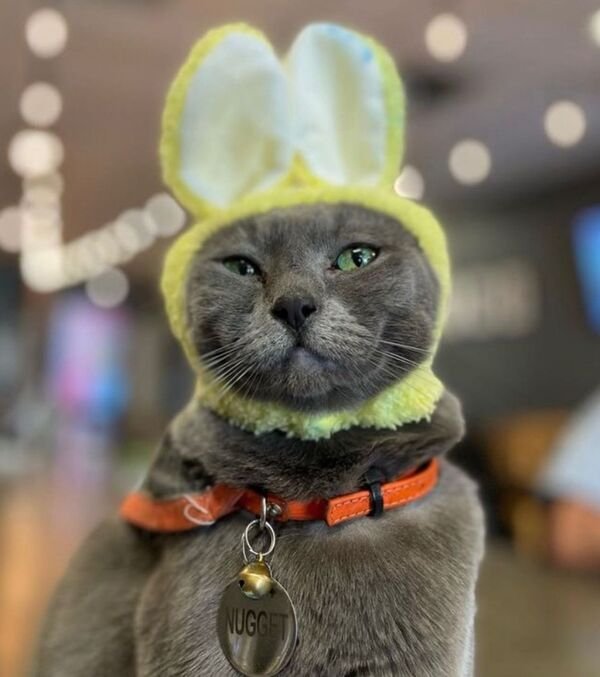 Jokes And Photos For Cats Lovers (43 pics)