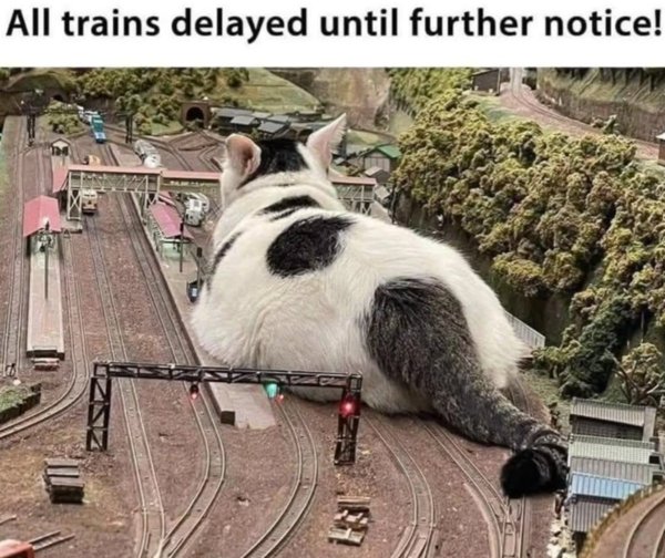 Jokes And Photos For Cats Lovers (43 pics)