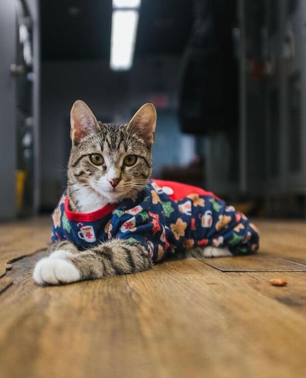 Jokes And Photos For Cats Lovers (43 pics)