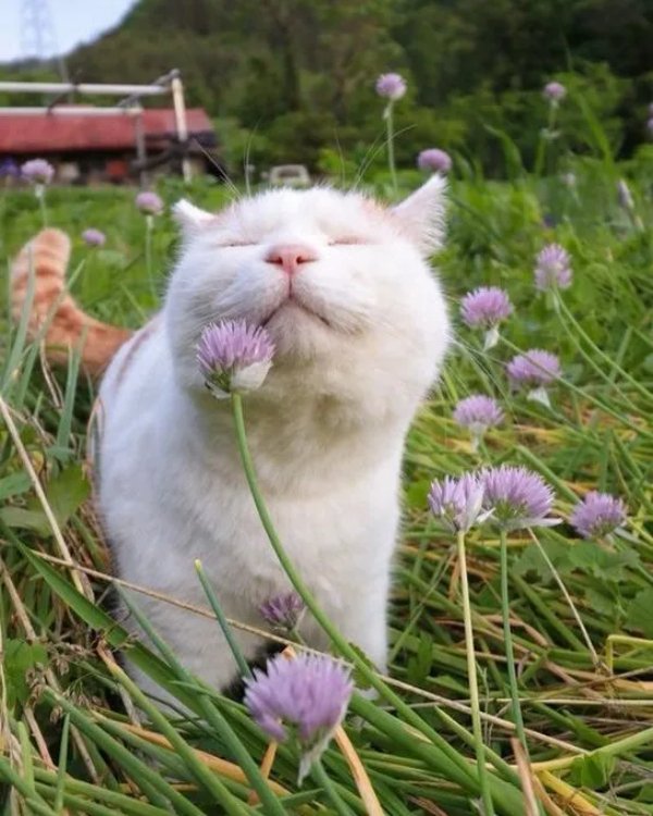 Jokes And Photos For Cats Lovers (43 pics)