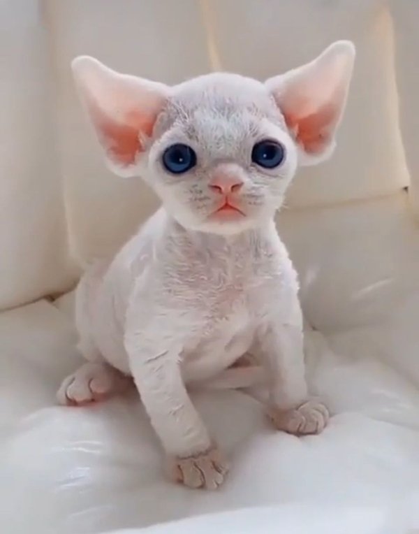 Jokes And Photos For Cats Lovers (43 pics)