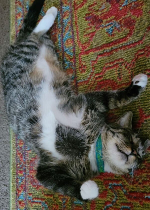 Jokes And Photos For Cats Lovers (43 pics)