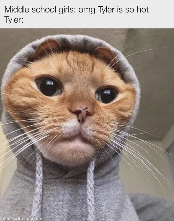 Jokes And Photos For Cats Lovers (43 pics)