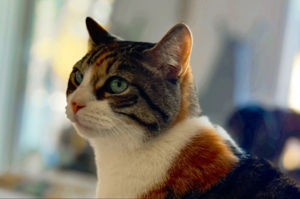 Jokes And Photos For Cats Lovers (43 pics)