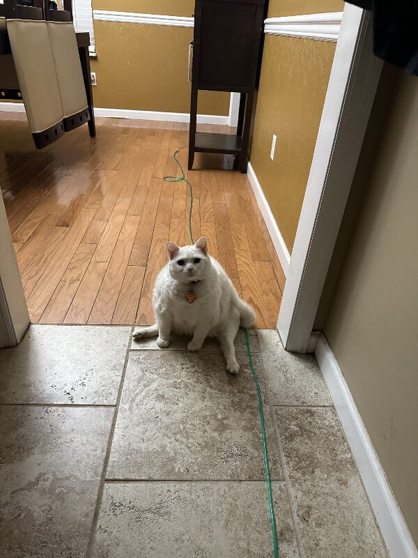 Jokes And Photos For Cats Lovers (43 pics)