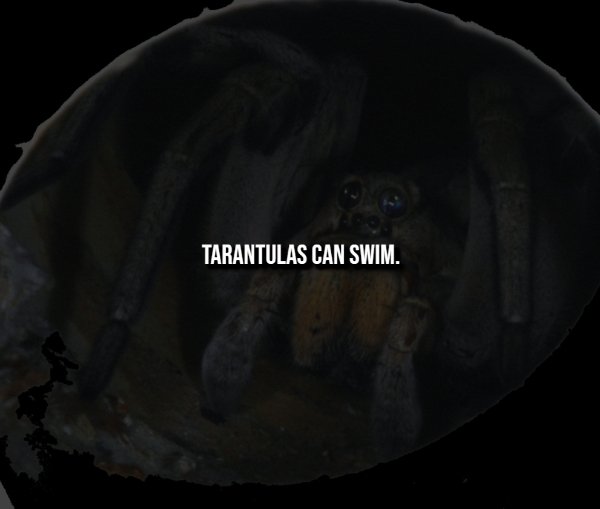 Creepy Facts (13 pics) Creepy Facts (13 pics)