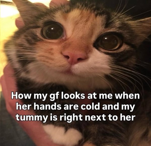 Jokes And Photos For Cats Lovers (43 pics)