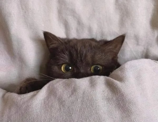 Jokes And Photos For Cats Lovers (43 pics)