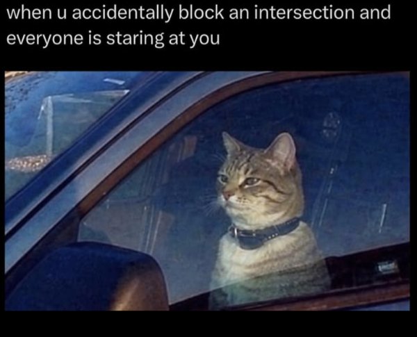 Jokes And Photos For Cats Lovers (43 pics)