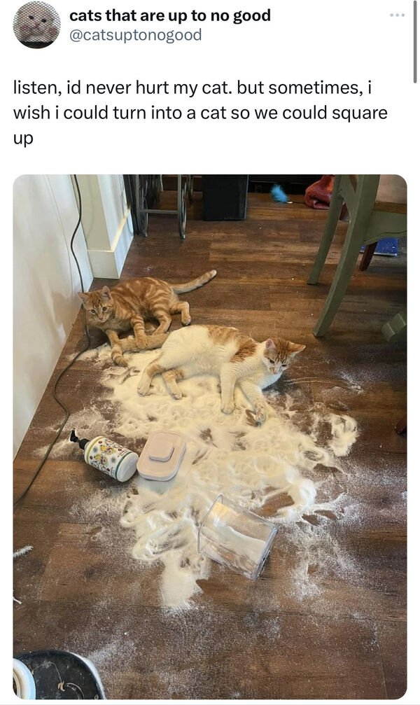 Jokes And Photos For Cats Lovers (43 pics)