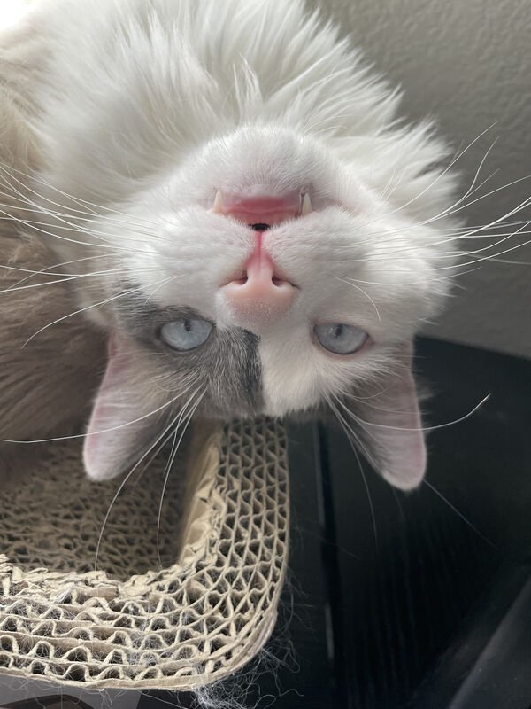 Jokes And Photos For Cats Lovers (43 pics)