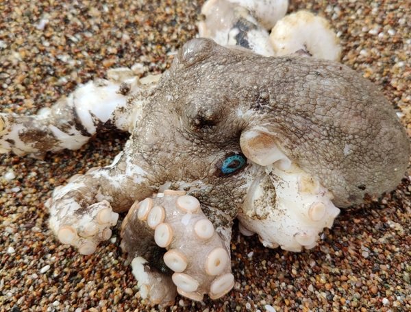 Random Facts (17 pics) Random Facts (17 pics)