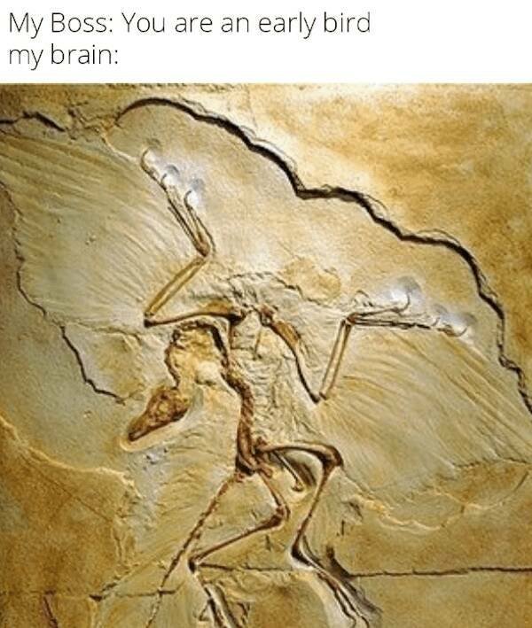 Dinosaur Memes (25 pics) Dinosaur Memes (25 pics)