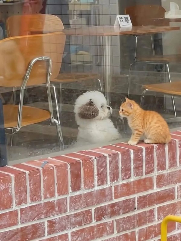 Cute And Funny Dogs (30 pics) Cute And Funny Dogs (30 pics)