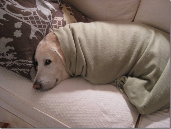 Cute And Funny Dogs (30 pics) Cute And Funny Dogs (30 pics)