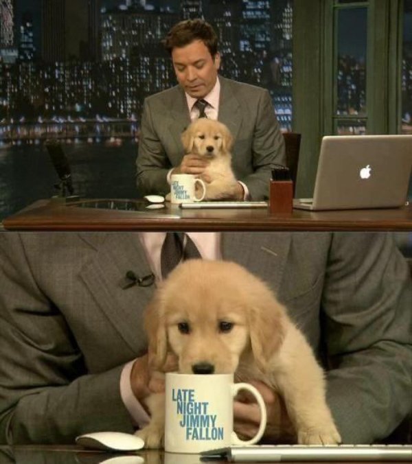 Cute And Funny Dogs (30 pics) Cute And Funny Dogs (30 pics)