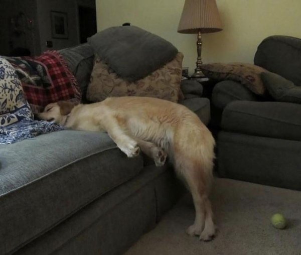 Cute And Funny Dogs (30 pics) Cute And Funny Dogs (30 pics)