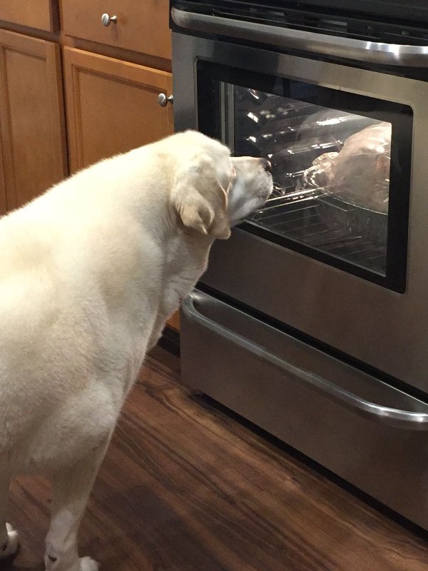 Cute And Funny Dogs (30 pics) Cute And Funny Dogs (30 pics)