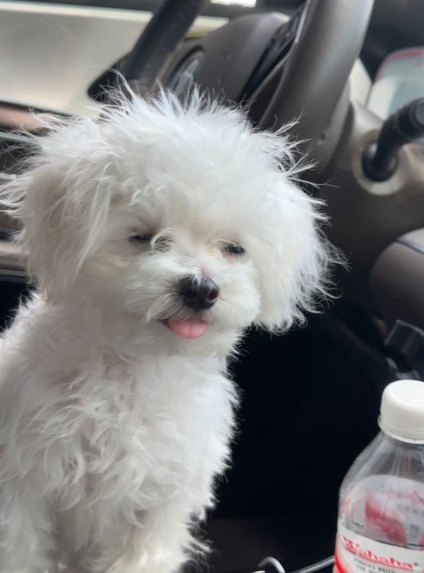 Cute And Funny Dogs (30 pics) Cute And Funny Dogs (30 pics)