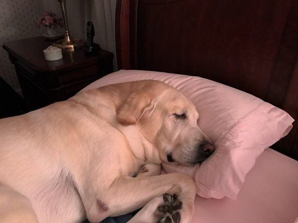 Cute And Funny Dogs (30 pics) Cute And Funny Dogs (30 pics)