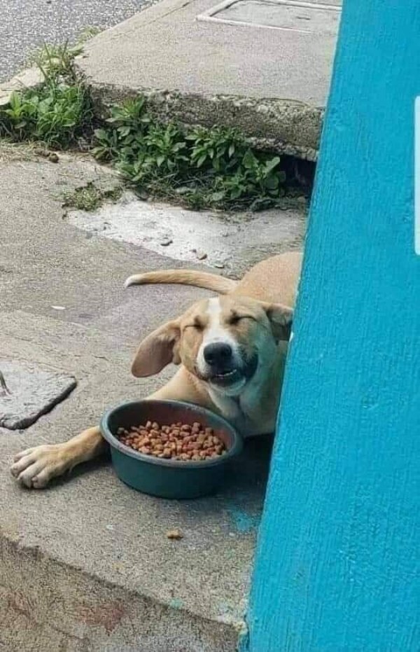 Cute And Funny Dogs (30 pics) Cute And Funny Dogs (30 pics)